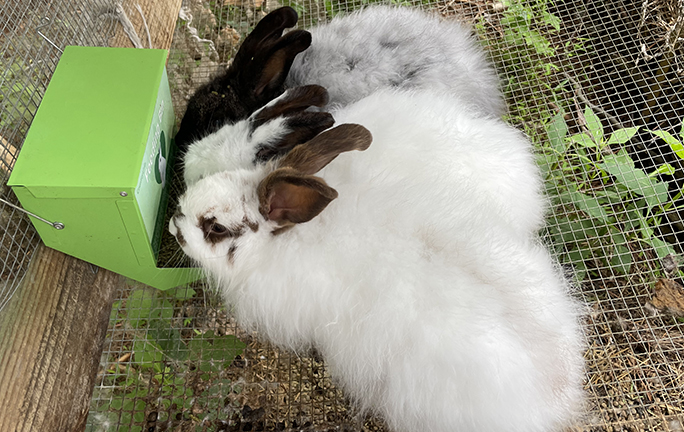 Bunnies eating at healing farm