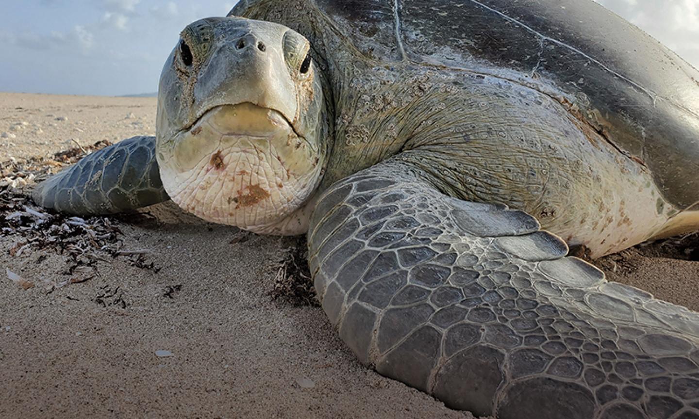 leatherback turtle