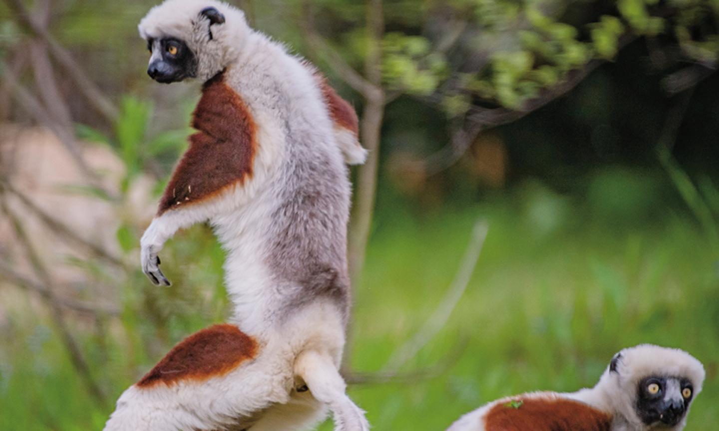 Sifaka lemur